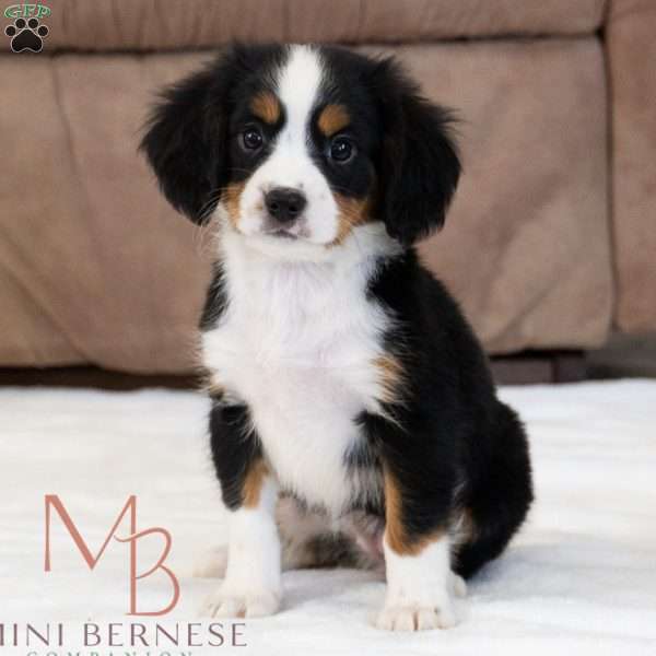 Ruthie, Miniature Bernese Mountain Dog Puppy